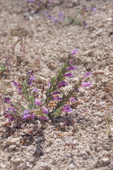 Penstemon thompsoniae