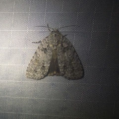 Acronicta modica