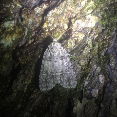 Acronicta modica