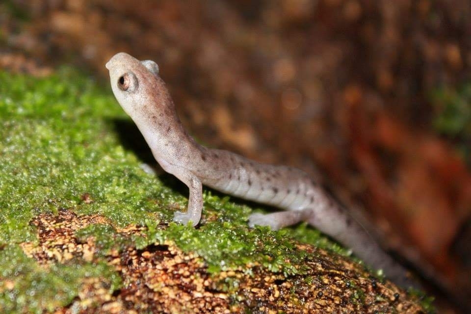 Moravia de Chirripo Salamander