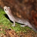 Alvarado's Salamander - Photo (c) Lee Hamilton, some rights reserved (CC BY-NC), uploaded by Lee Hamilton