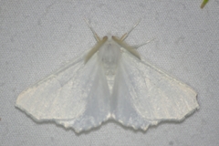 Ennomos subsignaria