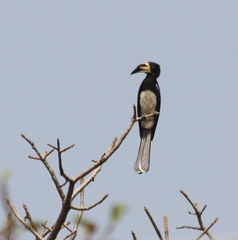 Lophoceros fasciatus