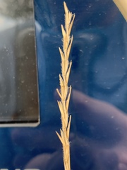 Elionurus tripsacoides