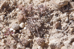 Eriogonum villiflorum
