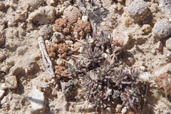 Eriogonum villiflorum