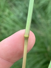 Elionurus tripsacoides