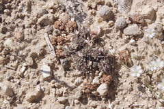 Eriogonum villiflorum
