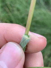 Elionurus tripsacoides