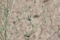 Frasera albomarginata