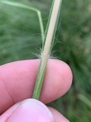 Elionurus tripsacoides