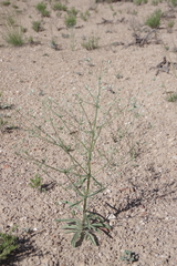 Frasera albomarginata