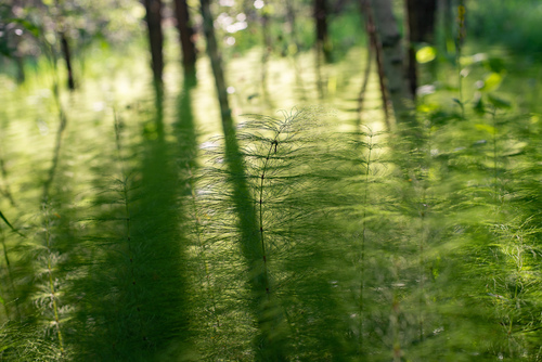 Equisetum sylvaticum iNat (1)