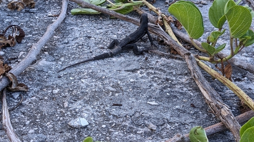 Sombrero Ameiva, Pholidoscelis corvinus