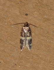 Oegoconia novimundi