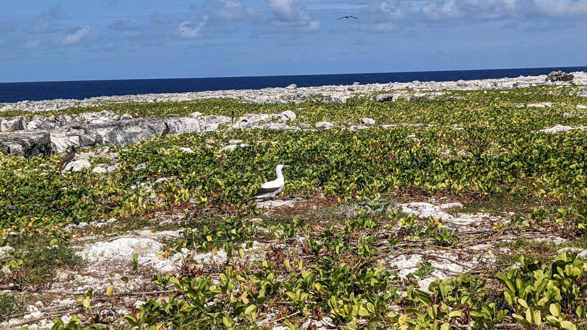 Masked Booby