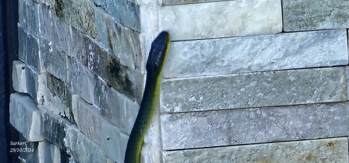 Common Tree Snake sighting