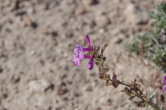 Penstemon confusus