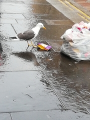Larus fuscus