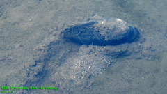 Sinanodonta schrenkii