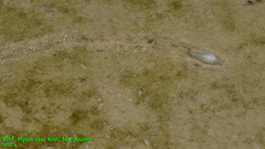 Sinanodonta schrenkii