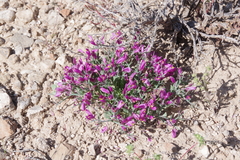 Rhinotropis subspinosa