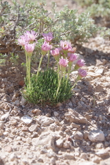 Erigeron compactus