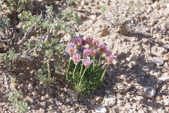 Erigeron compactus