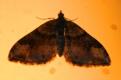 Xanthorhoe defensaria