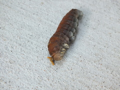 Papilio multicaudata