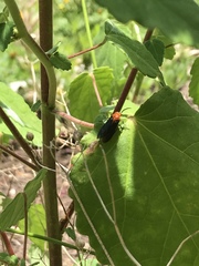 Ceratulus spectabilis