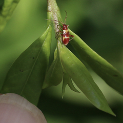Closterotomus fulvomaculatus