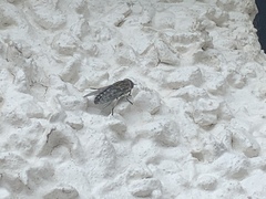 Tabanomorpha