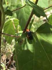 Ceratulus spectabilis