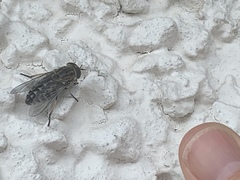 Tabanomorpha