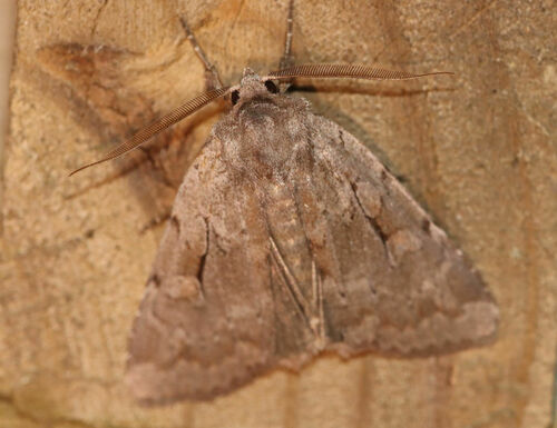 Southern Variable Dart