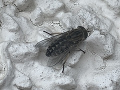 Tabanomorpha
