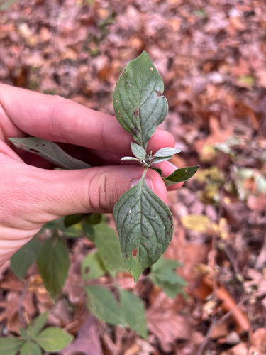 Image of Pycnanthemum albescens by (c) Nathan Aaron, some rights reserved (CC BY)
