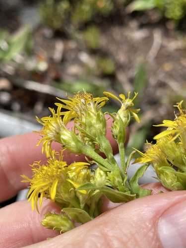 Image of Oreochrysum parryi by (c) Martin Purdy, some rights reserved (CC BY)
