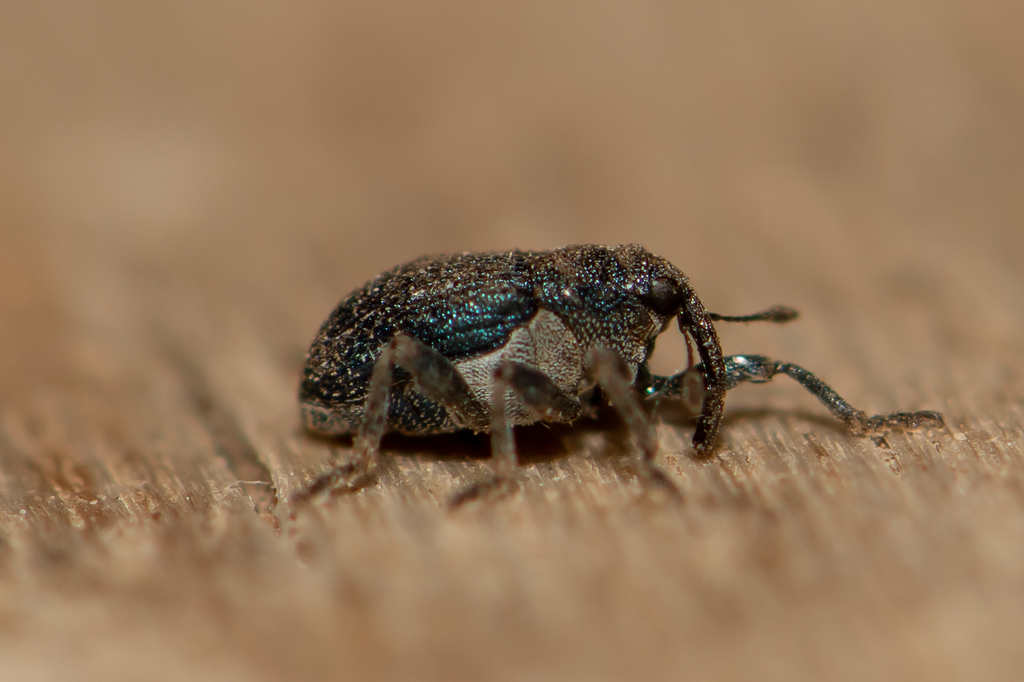 Ceutorhynchus barbareae