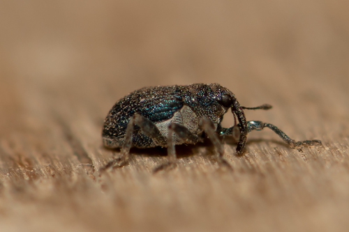 Ceutorhynchus barbareae