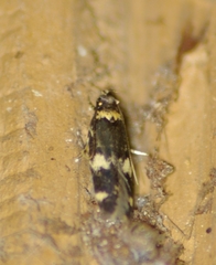 Oegoconia novimundi