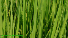 Oryza sativa
