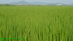 Oryza sativa