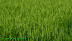 Oryza sativa