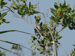 Vireo pallens