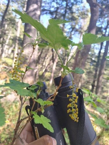 Ribes magellanicum, photograph 6