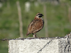 Colinus nigrogularis
