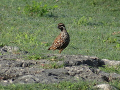 Colinus nigrogularis
