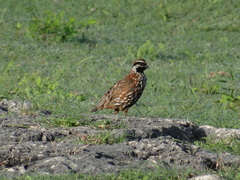 Colinus nigrogularis